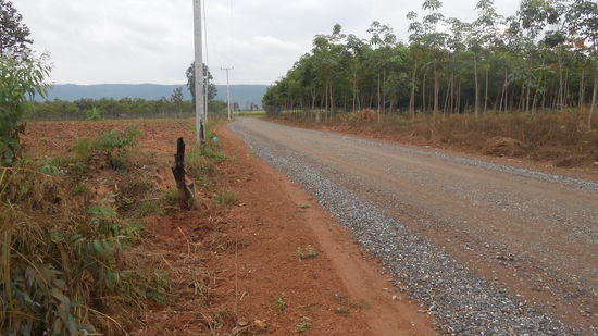 Unterwegs im Isan,rechts Gummibaum Plantage und im Hintergrund Zuckerrohr Felder.