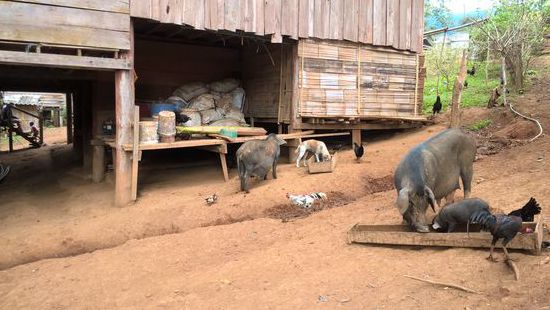 Unsere Hütte mit Untermietern.