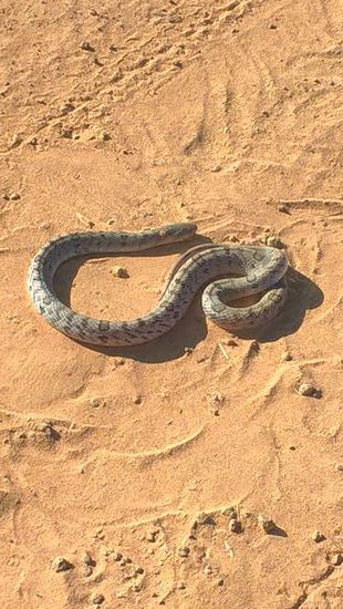 Schlangen können beim Radfahren in Thailand schon mal den Weg kreuzen.
Diese aber ist nicht mehr am Leben.