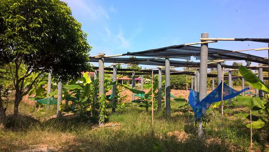 Betonpfähle mit je 3 rankenden Pfefferpflanzen.