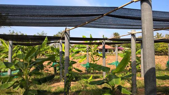 Pfefferpfanzen , dazwischen Bananenstaude und Netze als Schattenspender.
