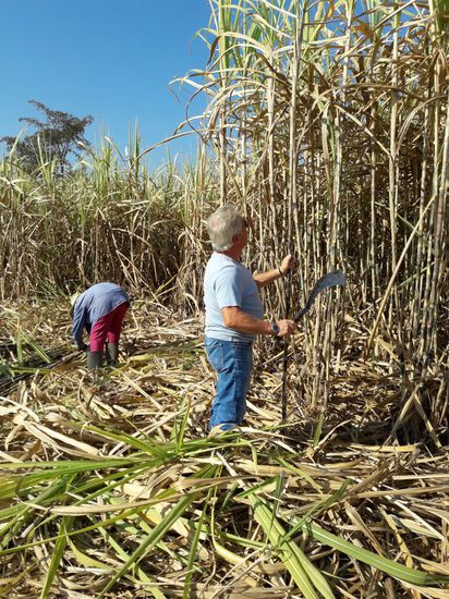 Schwerstarbeit bei 30 Grad im Zuckerrohr Feld.(nur für 5 Minuten)
Ich bewundere die Menschen die diese Arbeit den ganzen Tag machen.