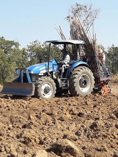 Hier wird Zuckerrohr neu gepflanzt.