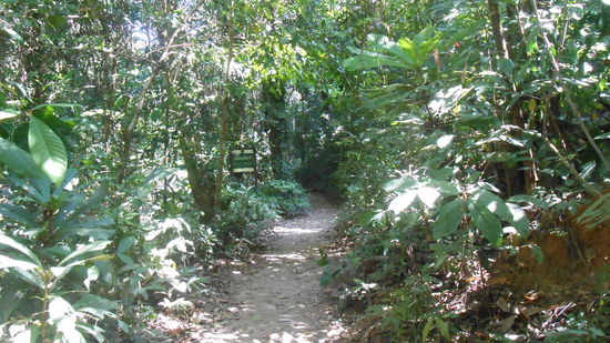 Dschungelpfad zum Wasserfall Khlong Phlu am 31.12. 
Hier verbrachten wir fast den ganzen Tag.