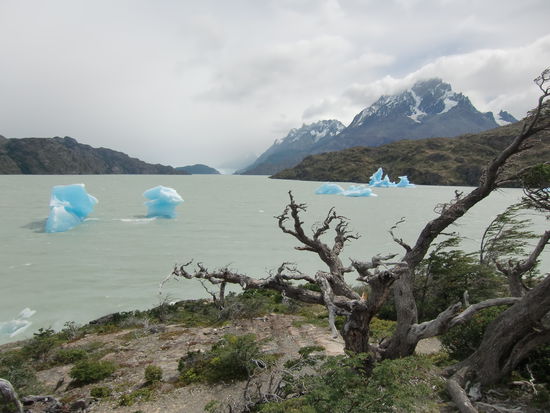 Himmelblaue Eisberge, abgebrochen vom Gletscher Grey.