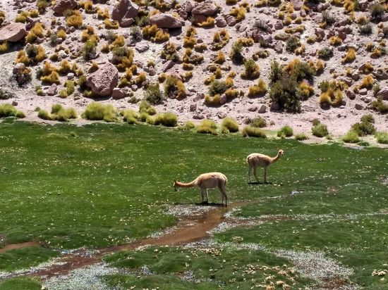 Auf dem Weg zu El Tatio: Vikunjas