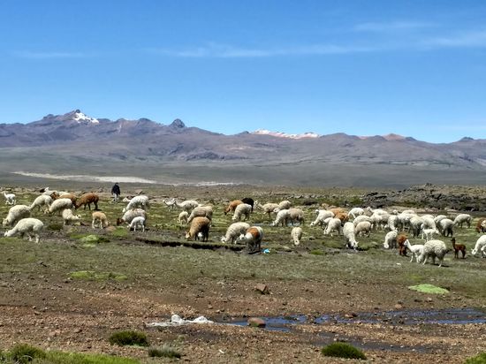 Lamaherde auf 4600 m. Es hat um die 10 Grad und es gibt keine größeren Pflanzen mehr. Trotzdem leben hier Menschen und es gibt Dörfer.