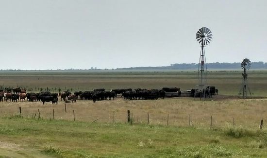 Rinderherden, hunderte Kilometer lang dieses Bild