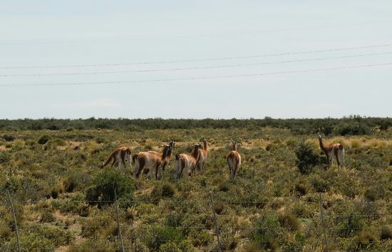 Endlich, viele Guanakos gesichtet