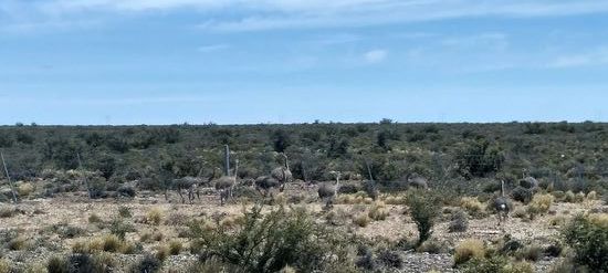 Ratebild, wieviele Nandus sind auf dem Bild? Unglaublich, wie getarnt die sind. Ich glaube, es sind neun 