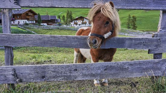 Immerhin gibt es bereits hier ein nettes Bild. Das kleine Shettland Pony kam neugiereg an den Zaun und beobachtete mein Tun.
