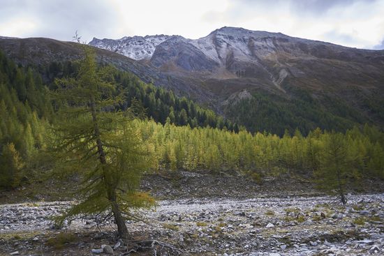 Lärchenwld kurz vor dem Eishof.