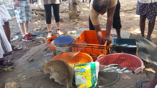 Die Mietz bekam auch nen Fisch...