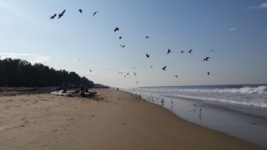 die belagert werden von vielen Vögeln.