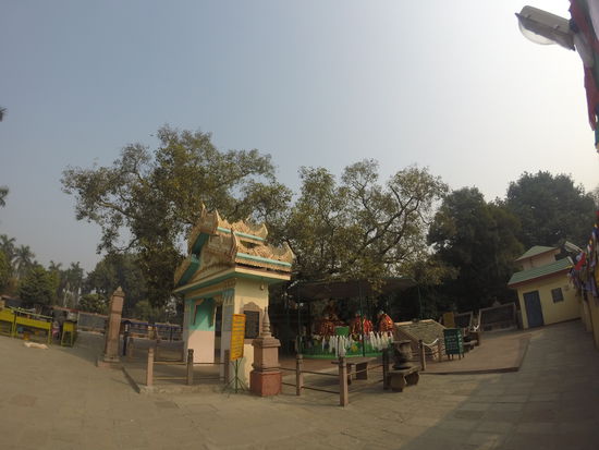 Der Heilige Baum von Sarnath wo Buddha seine erste Predigt gehalten haben soll.