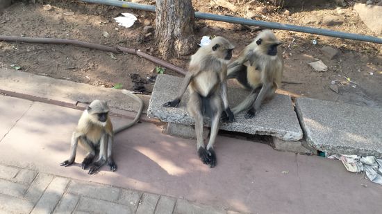 Hehe die lausige Affenbande, davon gabs noch mehr und die waren allesamt Unverschämt.