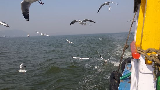 Begleitung auf der Rückfahrt.