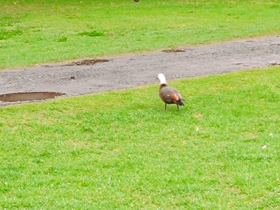 Wenn ich groß bin, werde ich ein Seeadler sein