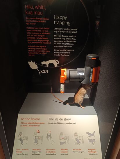 Die A24 hilft bei Ratten und Wiesel