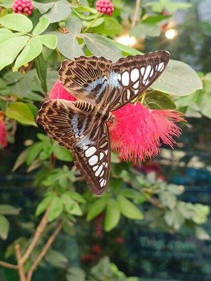 Schön und reiselustig