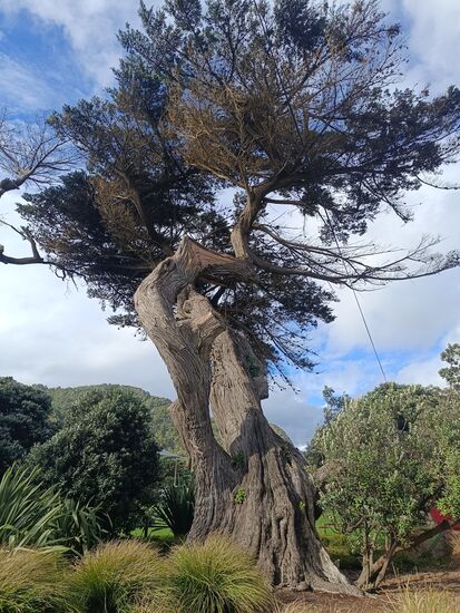 Der Baum kann Geschichten erzählen