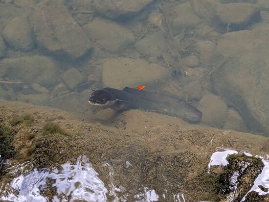 Was für ein Prachtlachs