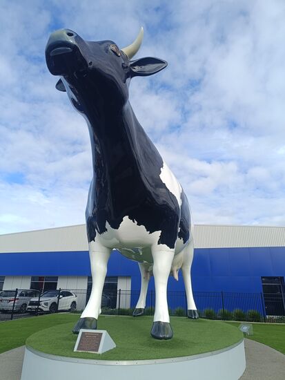 Riesenkuh Mable in Morrinsville