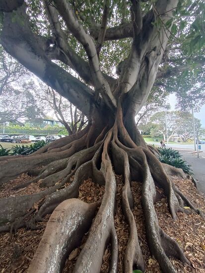 Die Moreton Bay Feige