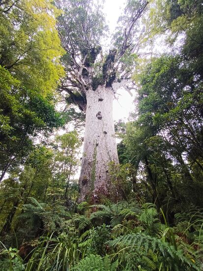 Tane Mahuta