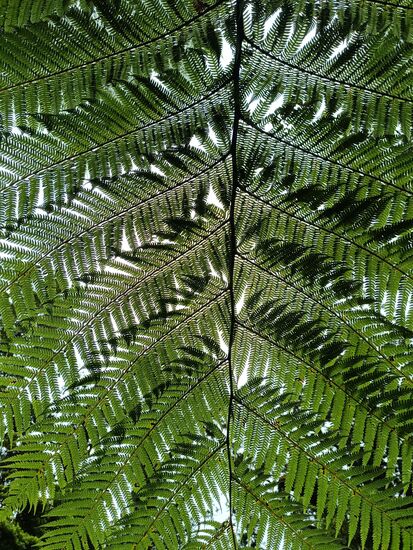 Altes neuseeländisches Sprichwort: "Man sieht den Wald vor lauter Farnen nicht"