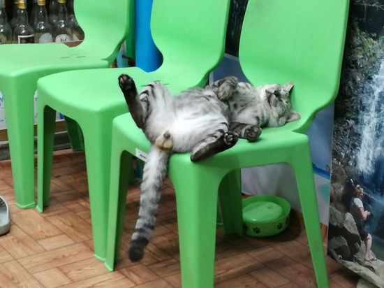 Fundstück des Tages
Selbst die Katzen, ähh Kater sind entspannt hier