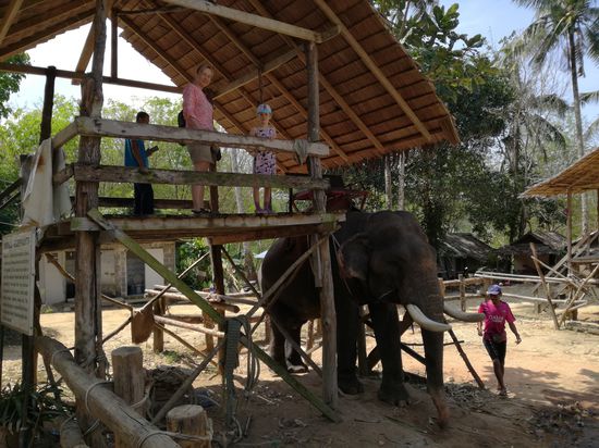 Neulich an der Elefantenhaltestelle