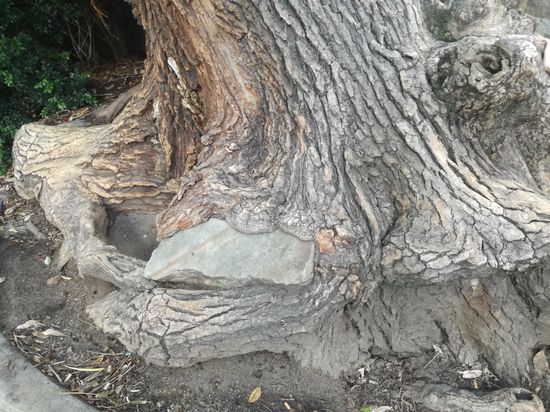 Schere, Stein, Papier. Baum schlägt Stein