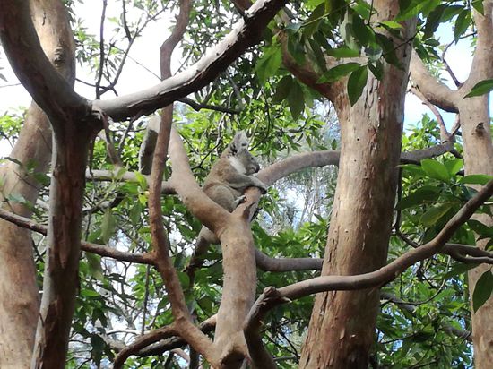 Hier der richtige Koala