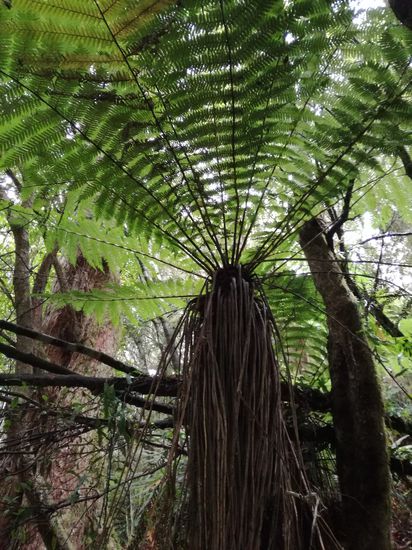 Farne, so groß wie Bäume