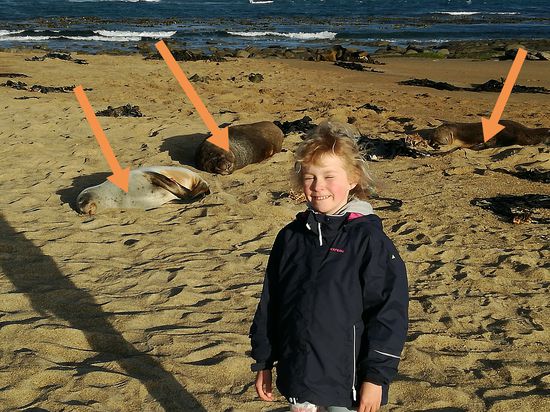 Suchbild für Oma Rosi. Es sind drei Seelöwen im Bild versteckt