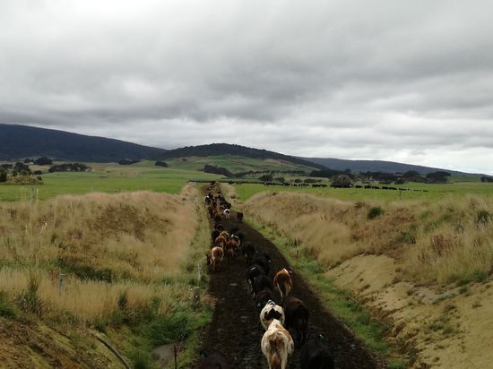 Da drückt das Euter