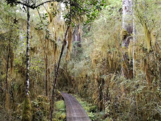 Der Weg zu den tausendjährigen Bäumen