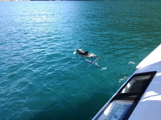 Delphine direkt vorm Boot