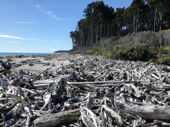 Treibholz am Bruce Bay