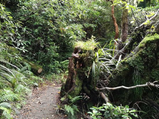 Suchbild für Fortgeschrittene
Finde die Melina