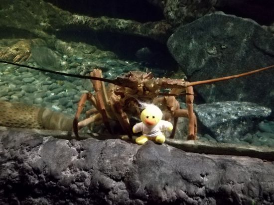 Angriff der Riesengarnele