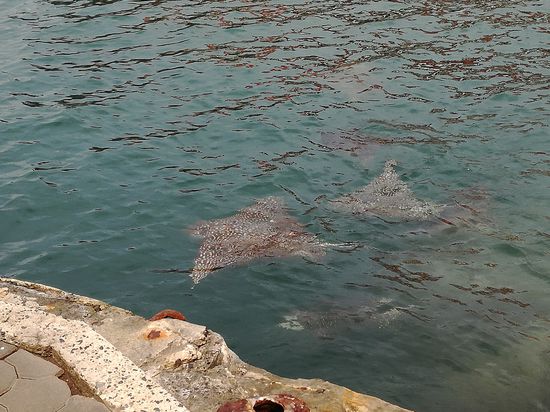 Zur unserer Verabschiedung kommen die Rochen vorbei