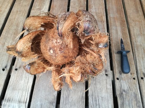 Meine erste in freier Wildbahn erlegte Kokosnuss