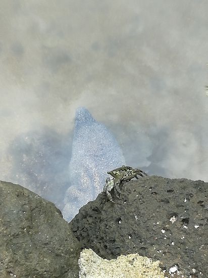 Man achte auf den Kopf der Muräne