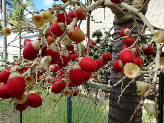 Die Früchte der Geleepalme