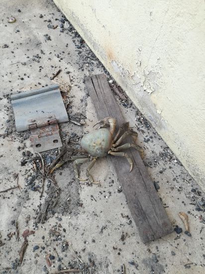 Die scheue Landkrabbe, hier in der Jenseitsausgabe