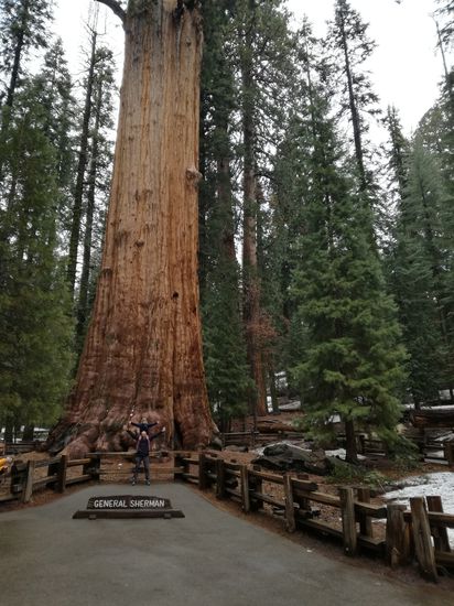 Der größte Baum des Planeten