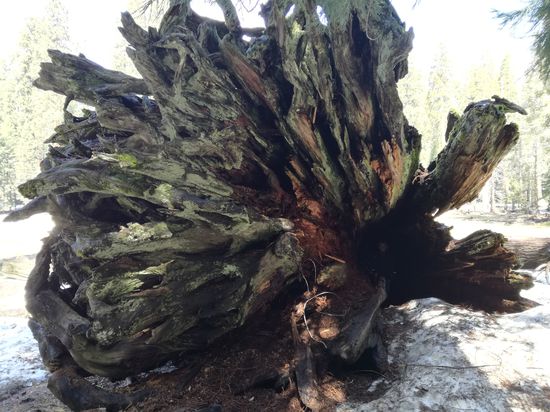 Suchbild des Tages
Finde die Melina