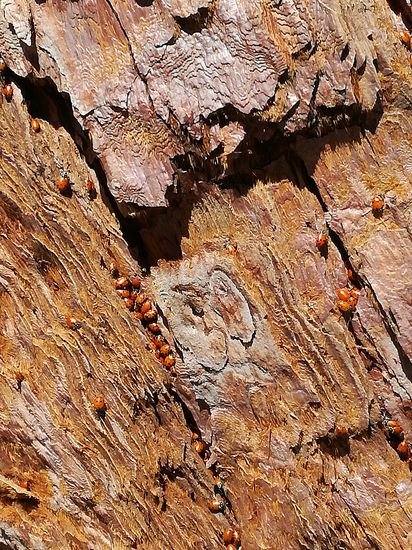 Die Sonne lässt die Marienkäfer aufwachen